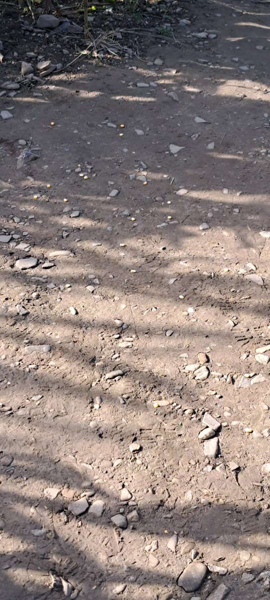 RoterBaron06's tweet photo. #Maislabyrinth, #gutgrauhof,
Wer hilft hier wen weiter 😉? https://t.co/ISBy3bH47j