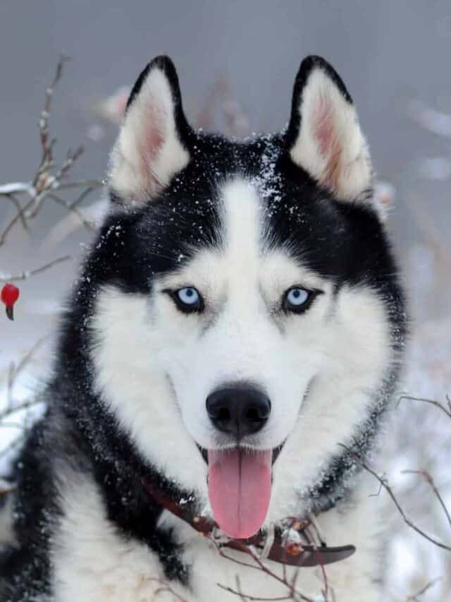 HuskyLoverCommu's tweet photo. So beautiful 
#husky https://t.co/G1Q9Fd2ax2