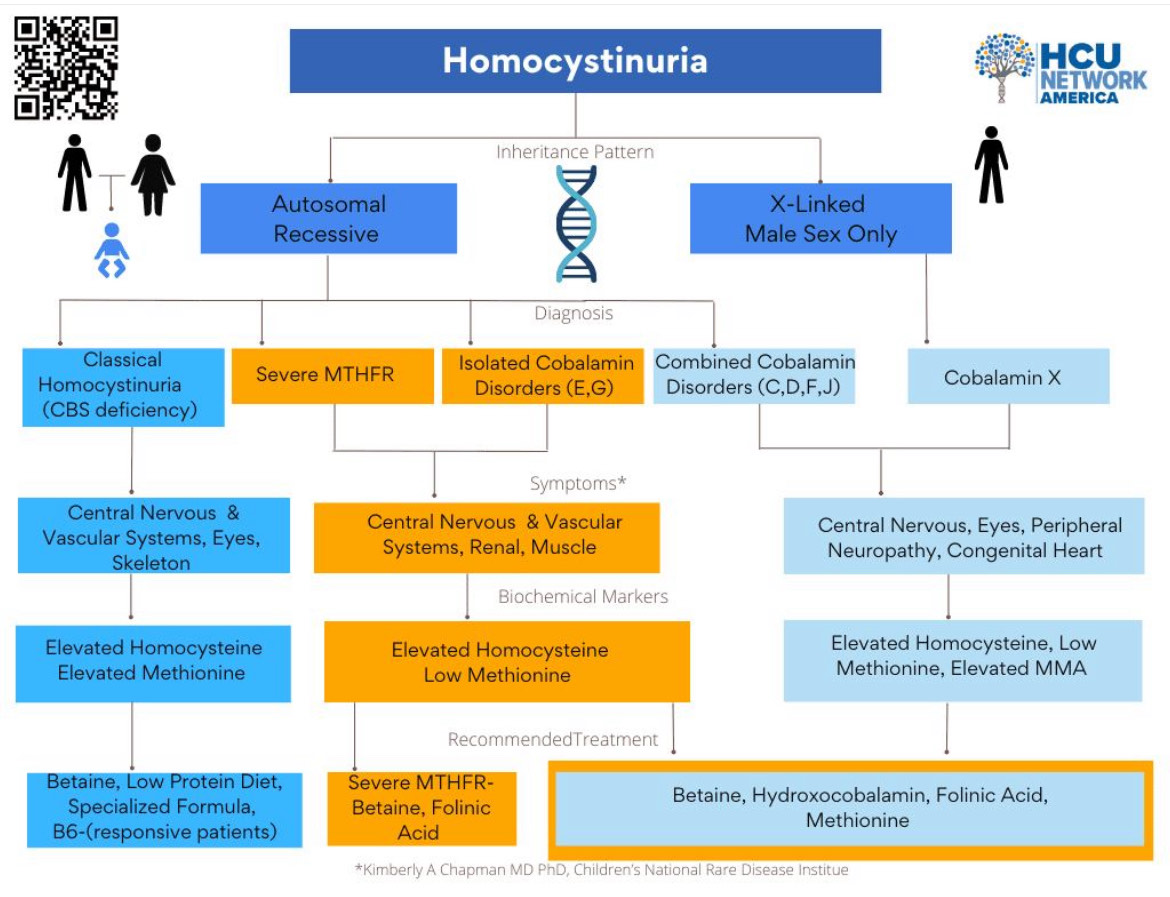 HCUAmerica's tweet photo. #HCUAwareness month - Day 2! π
β‘οΈ Did you know that there are 10 types of #homocystinuria?
Homocystinuria is an elevation of the amino acid #homocysteine in urine or blood.
#GoBlueforHCU #HCU #HopeConnectsUs https://t.co/e6rnU3WKx3