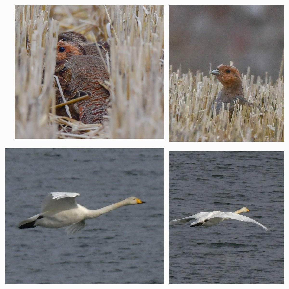 Edinburgh NATURE tweet media