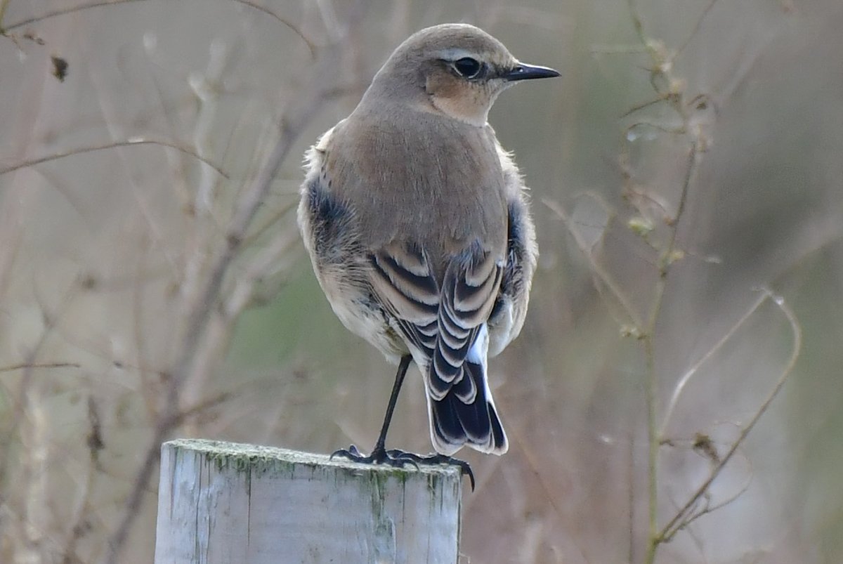 Edinburgh NATURE tweet media