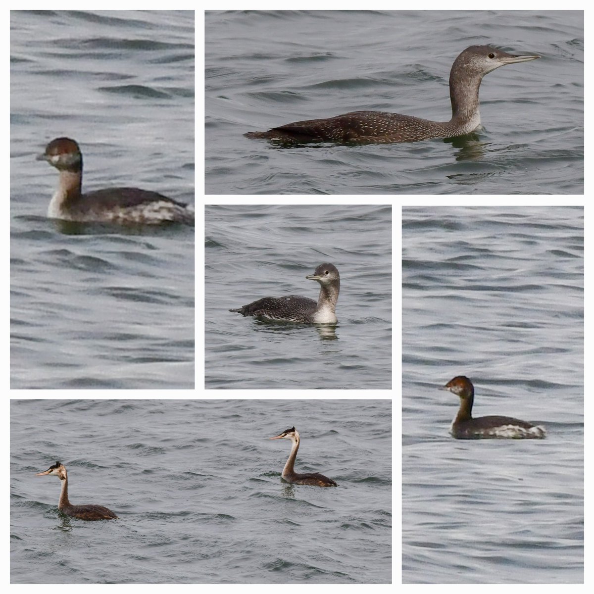 Edinburgh NATURE tweet media