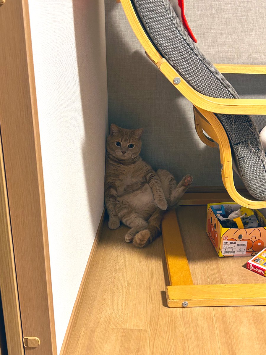 cat_unio's tweet photo. この座り方初めて見た〜
#スコやか 
#スコティッシュフォールド https://t.co/bONJLdZ2ub