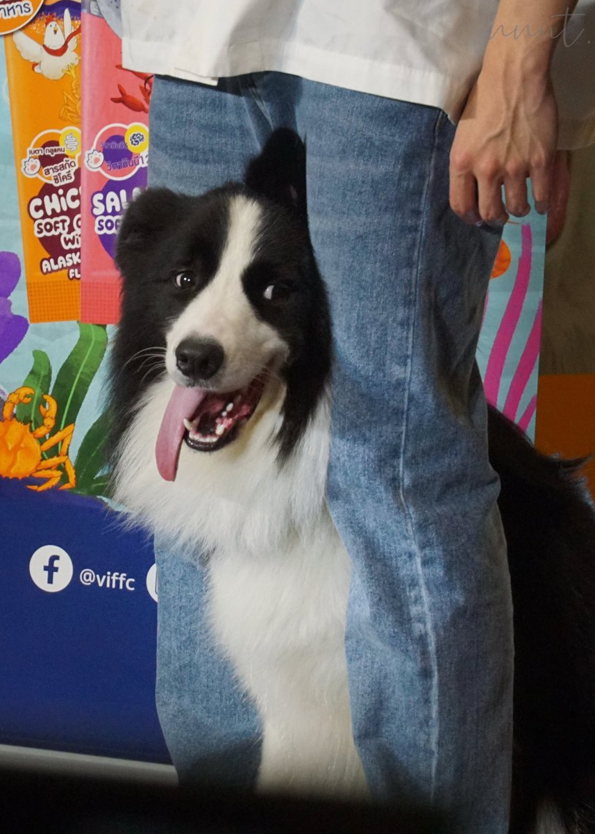 ป๊าาาาาา  เม่อออ อยากเล่นกับพิสาวว อย่ากันซีนนนนเม่อออ 
YINWAR x VIF x TOPS 
#AllYouNeedIsVIFxTops
#sammerbcollie 
#warwanarat 
#nnut.