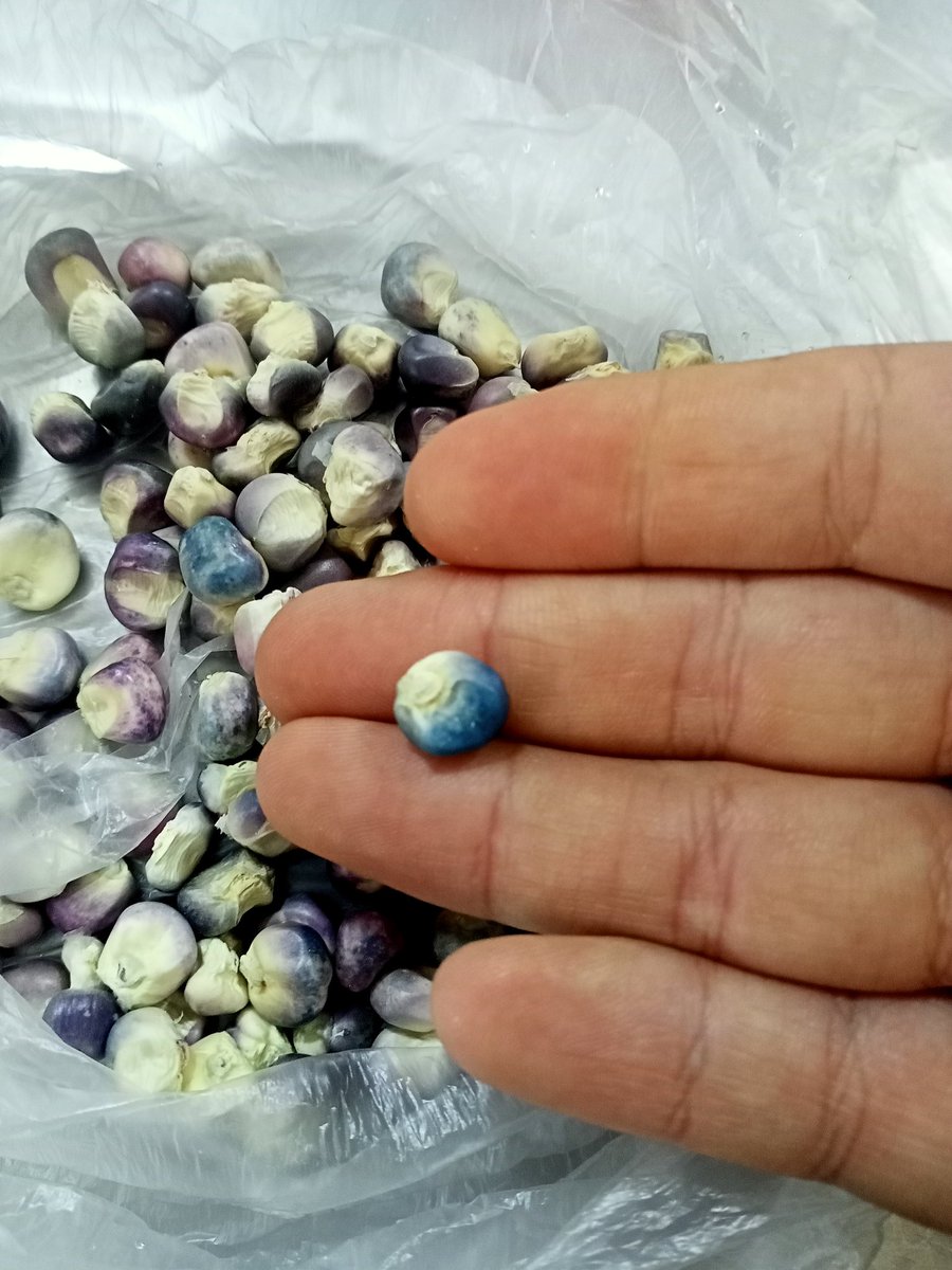 s_navas_velasco's tweet photo. #heirloom #maizazul https://t.co/xOEIalRhaG