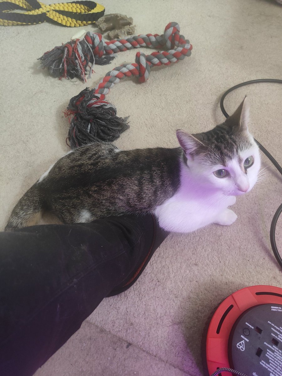Dagon in places she shouldn't be continues. Yes she is sat on my foot so now I am stuck here 🤣