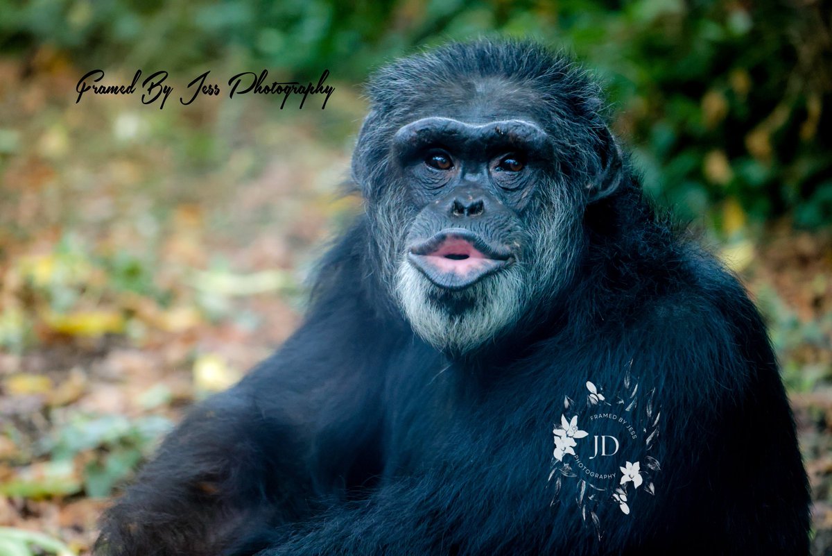 jessica_36tn's tweet photo. We went to @ChattanoogaZoo yesterday. This guy made it completely worth it. He saw me and blew me a kiss. @newschannelnine #chimpanzee #zoo #zoodays #wildlifephotography https://t.co/Vraa2VdBIw