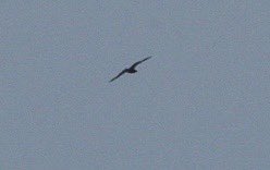 In a blustery Southerly wind this distant Arctic Skua circled North up the river Colne past Cudmore grove CP Essex at 12:50 today, it was my birding  highlight whilst out with the kids. 9 Sandwich Terns W. Steady trickle of Swallows over.