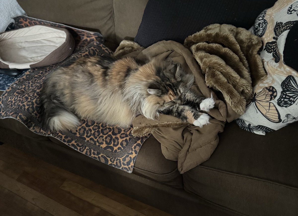 carrtereca_carr's tweet photo. Camo cat. Grace having her morning nap. A bit late for #Caturday as it is now Sunday. Pets pretty much have every day as their own. #PetsRule ๐๐๐ https://t.co/Z4hiHgJ1j0