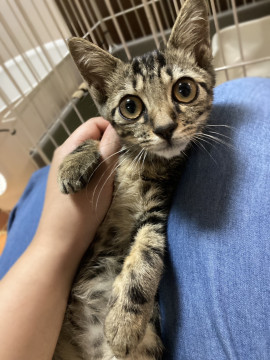 chiba_foster's tweet photo. くりくりお目々！アメショ風の子猫
千葉県 ♂ 生後3ヶ月 のネコちゃんです。
 #猫 #ネコ #里親 #里親募集 #千葉県 #拡散希望 
詳細：https://t.co/WZtWqWnNVV
写真： https://t.co/5BhXCMuaKe