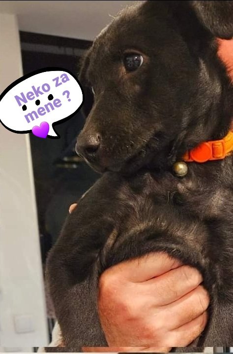 Kontakt: Eva Vanista Lazarevic... FB