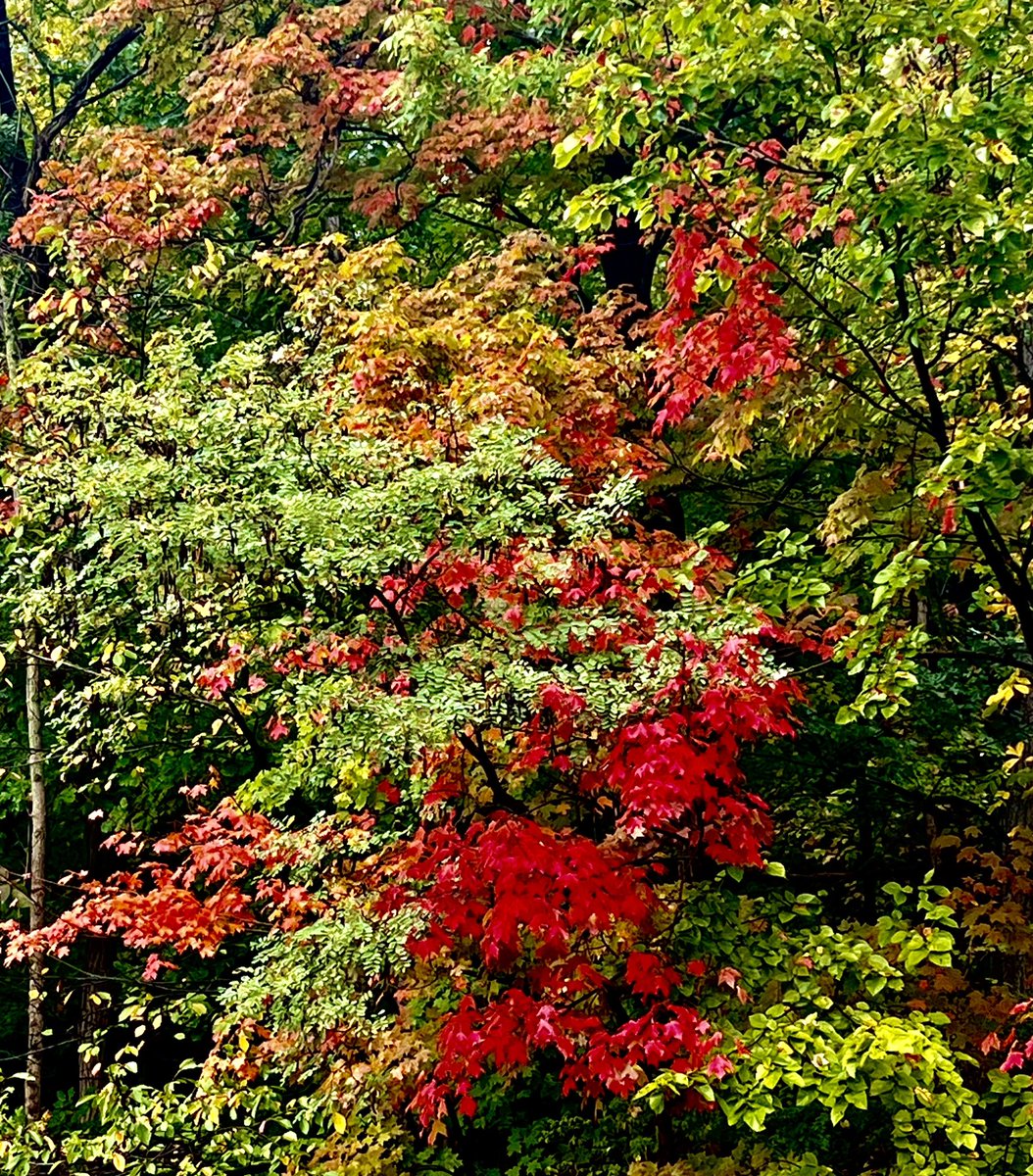 JishnuSenGupta's tweet photo. Shades of #ClevelandFall slowly emerging in the backyard forest 😍🍁🎃 https://t.co/c2dnZUXBGu