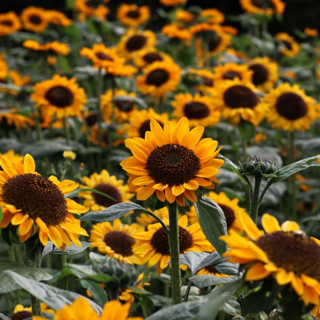 Гэгээн өглөө сайн байна уу?💛