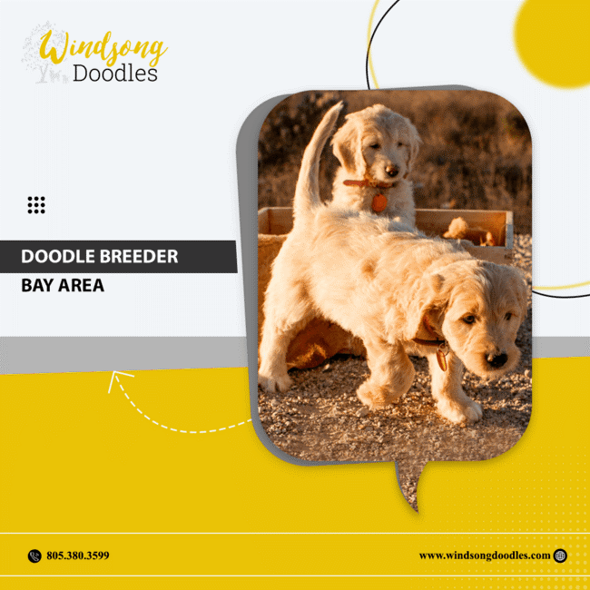 labradoodlemoon's tweet image. Discover the perfect doodle companion in the Bay Area! Our ethical breeding practices produce healthy, happy doodle pups that will bring joy to your home for years to come.

bit.ly/3QIHsFD 

#WindsongDoodles #TrainedGoldendoodle #CaliforniaPets #DogTraining