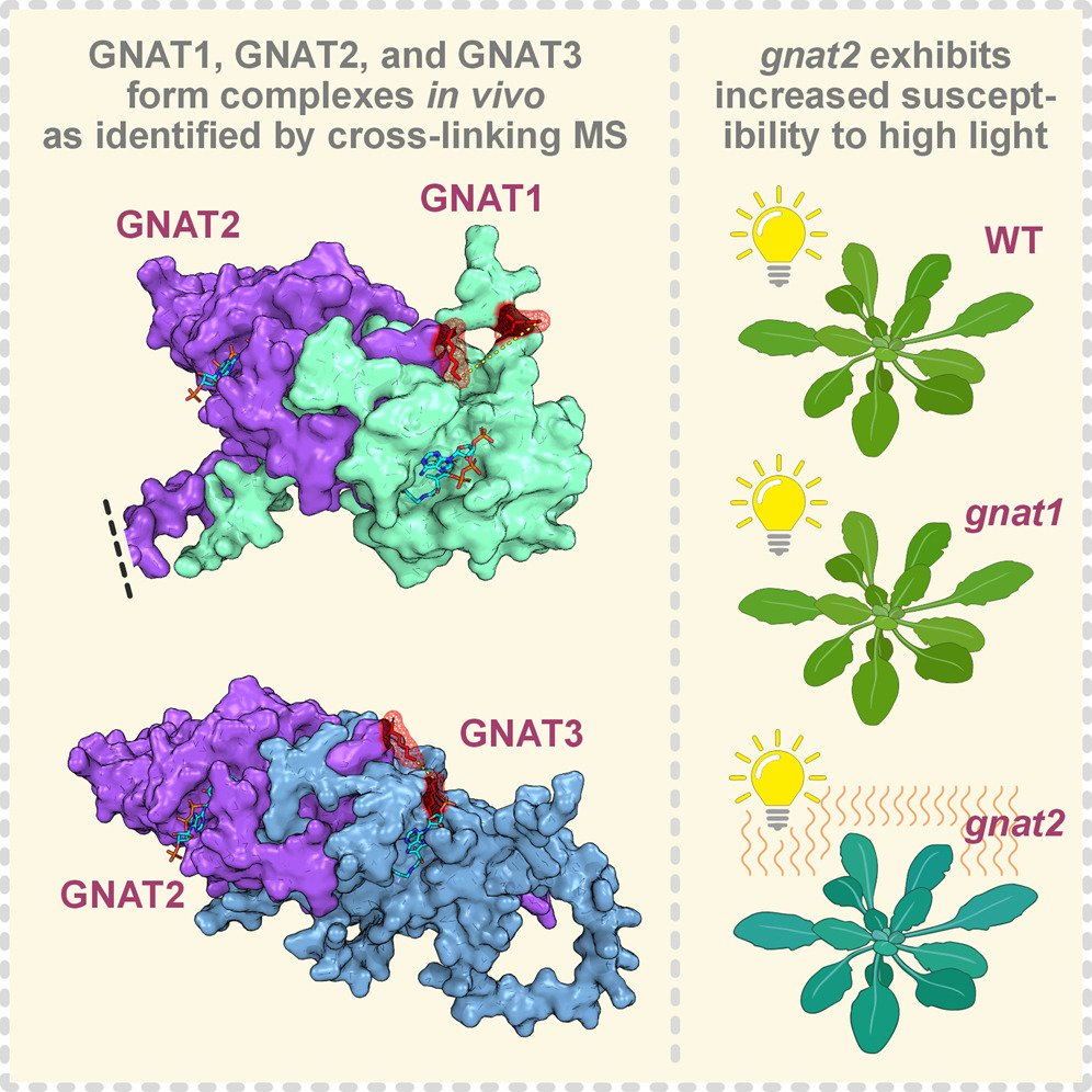 Annika Brünje (@anola_bruensch) on Twitter photo A great week for the friends of plastidial protein acetylation 😀🌱💬 Following the publication of <a href="/jay_ieh/">Jay Ieh</a> and collaborators, I am very happy that our second article is out now in <a href="/molcellprot/">Molecular & Cellular Proteomics</a> #OpenAccess #Arabidopsis <a href="/IFink_lab/">Finkemeier lab</a> #plantscience mcponline.org/article/S1535-… A great week for the friends of plastidial protein acetylation 😀🌱💬 Following the publication of <a href="/jay_ieh/">Jay Ieh</a> and collaborators, I am very happy that our second article is out now in <a href="/molcellprot/">Molecular & Cellular Proteomics</a> #OpenAccess #Arabidopsis <a href="/IFink_lab/">Finkemeier lab</a> #plantscience mcponline.org/article/S1535-…