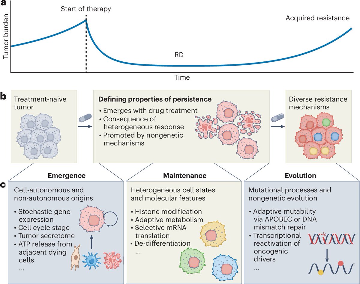 New content 🌟Perspective🌟  

"Targeting therapy-persistent residual disease"

by Xiaoxiao Sun, Lani Wu, Steven Altschuler &amp; Aaron Hata <a href="/ucsfpharmacy/">UCSF School of Pharmacy</a> @MGHCancerCenter 

🔗nature.com/articles/s4301…