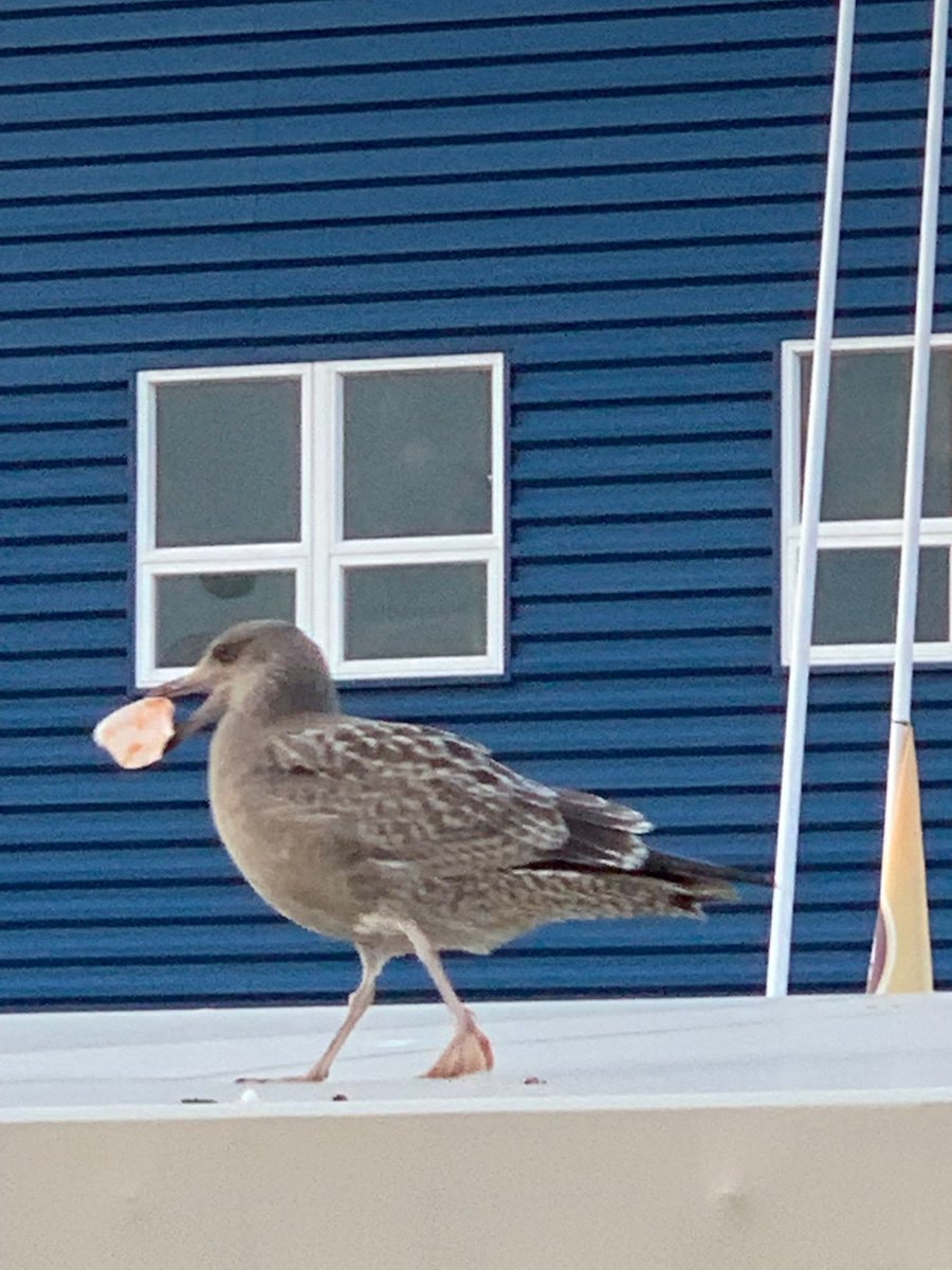 Even seagulls love Jell-O shots!