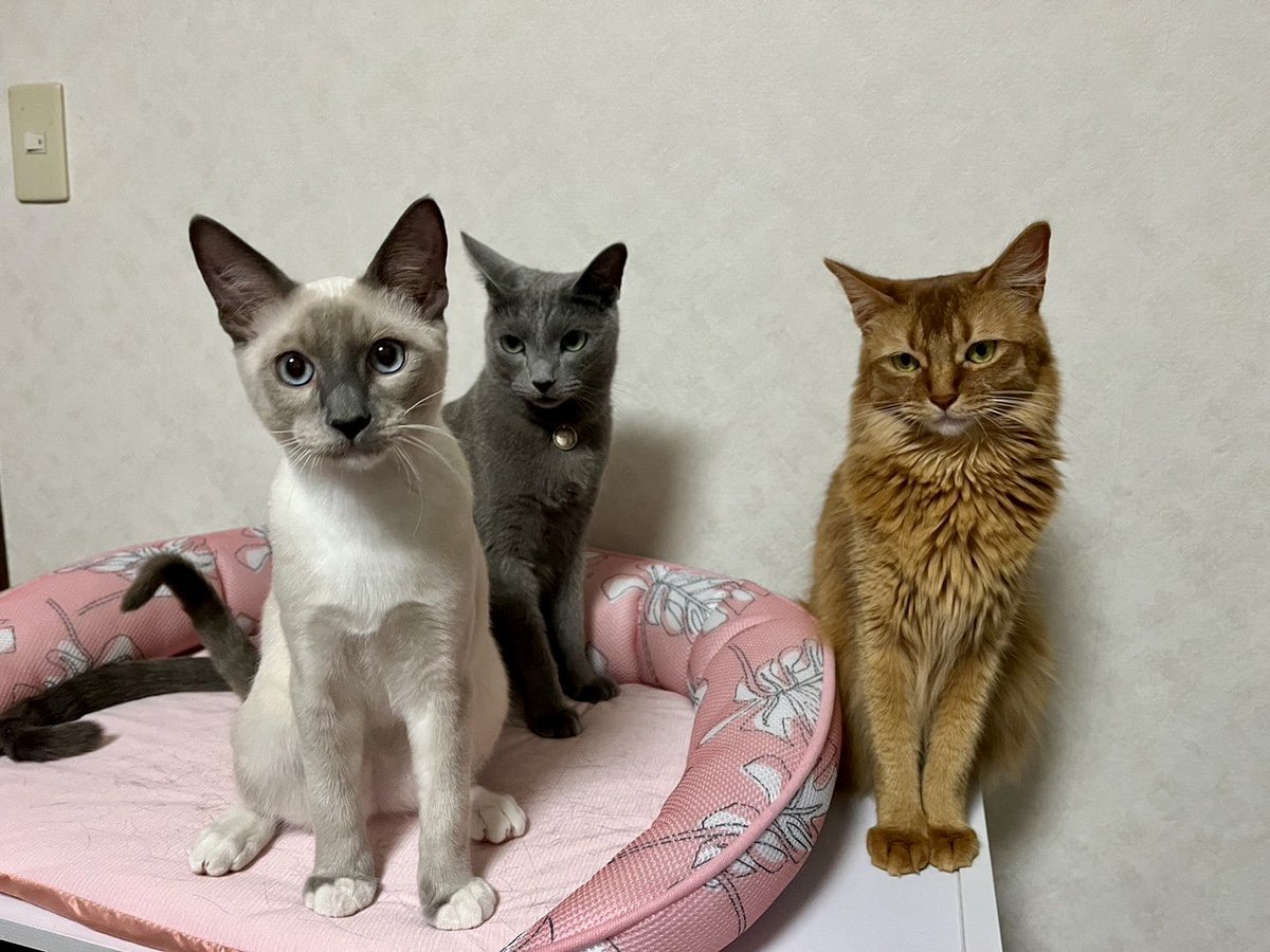 noame65322's tweet photo. 我が家の3にゃんず🐈‍⬛🐱🐈
作ってみたよ～
可愛くできたと思うな😊

 #うちのこめーかー https://t.co/73vxwGBQRh