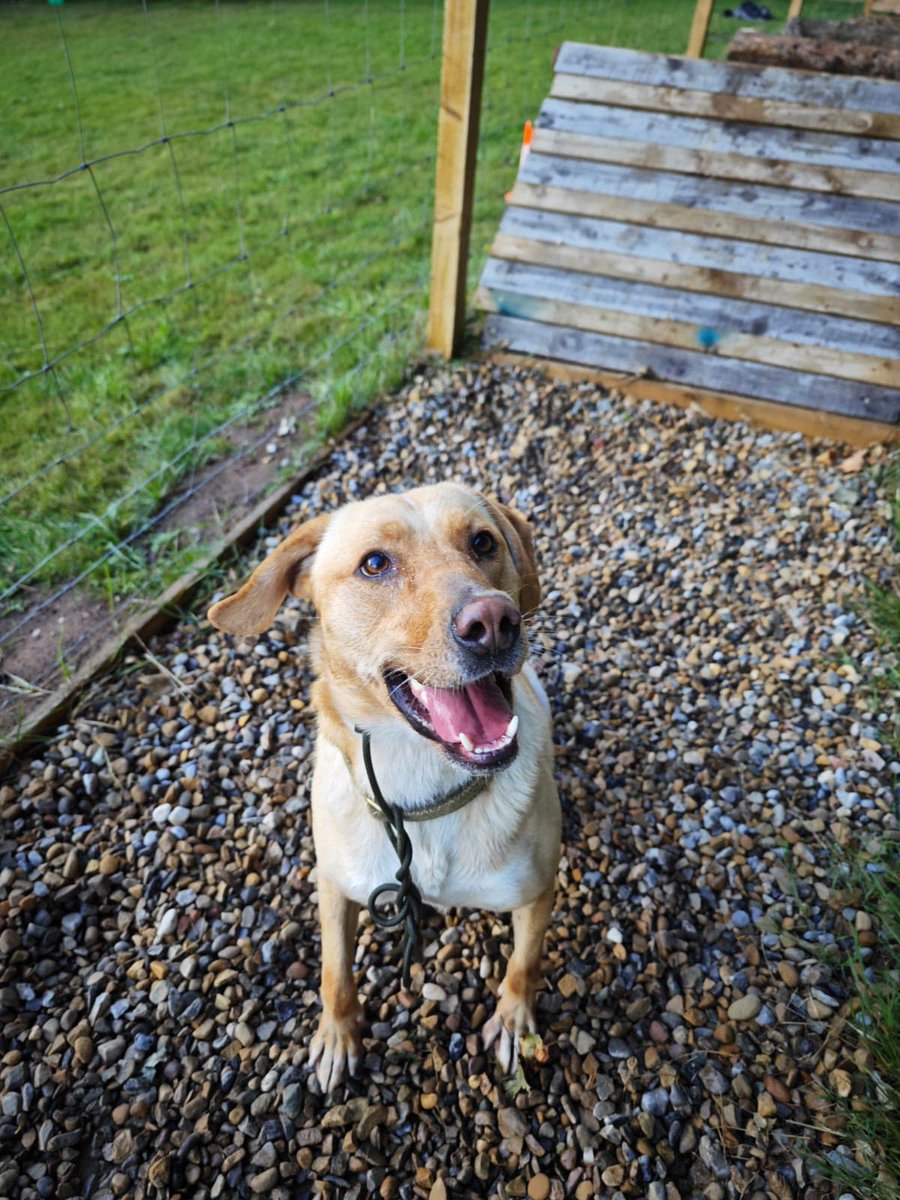 Fantastic Freddie has a Special Request this boy, can you believe has been in kennels 2 years
He’s now approaching 4 yrs old, he lives quietly here in the kennels, his routine the same each day which is truly sad, this boy loves a walk out with his know friends
#Nottinghamshire