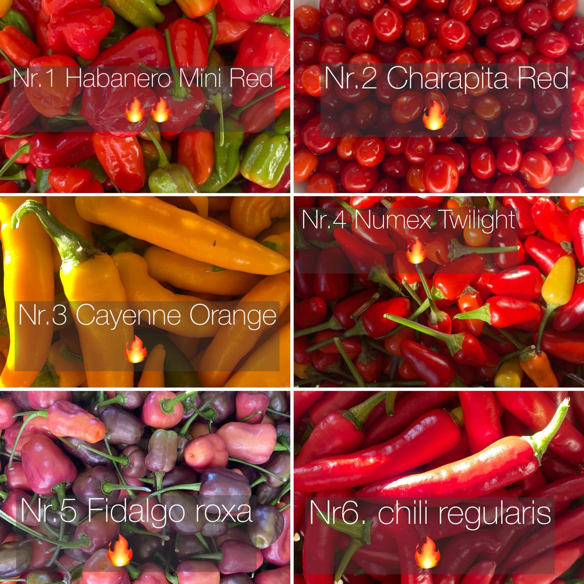 Siltumnīcā izauga vairāk piparu nekā varu patērēt. Asuma līmenis katram gan jau cits. Ja ir interese, dod ziņu DM. 
100g=2eur vai 25 centi gab.