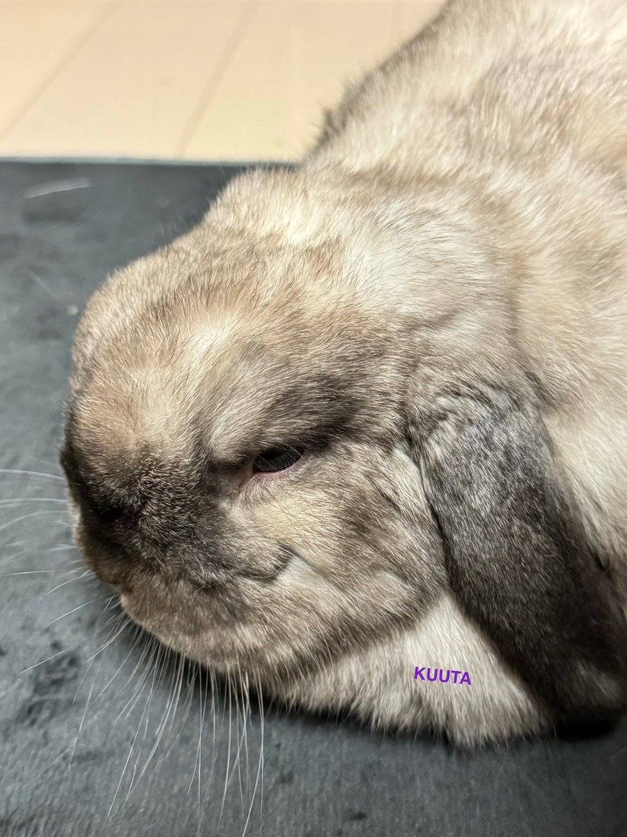 LopKUUTA's tweet image. 換毛でまた変な面構えになってきた（笑）