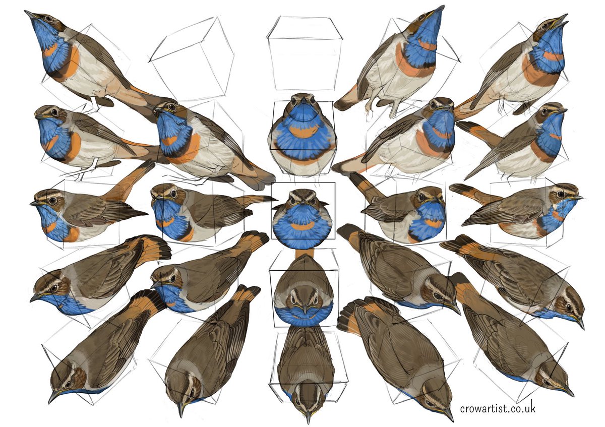 🦩 Crow Artist 🦩 tweet media