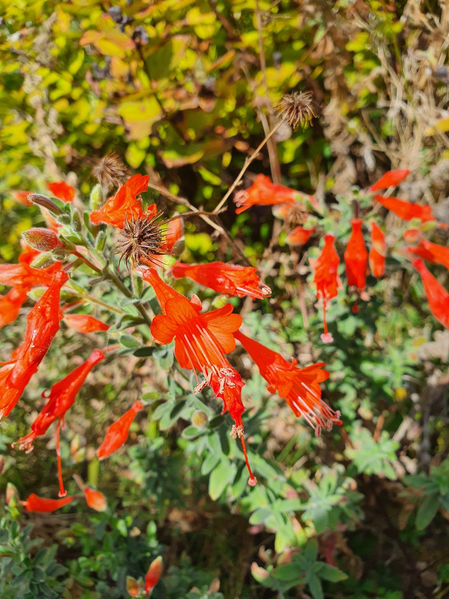 sarahbeattiegra's tweet photo. There's plenty of fire in the borders this #Michaelmas #FlowerReport from #SWFrance https://t.co/Nvzj7vL900