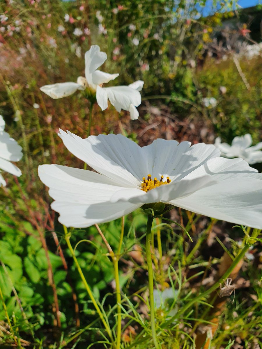 sarahbeattiegra's tweet photo. But there's lightness and froth too #AutumnColours #FlowerReport from #SWFrance https://t.co/rsWpYI9yIN