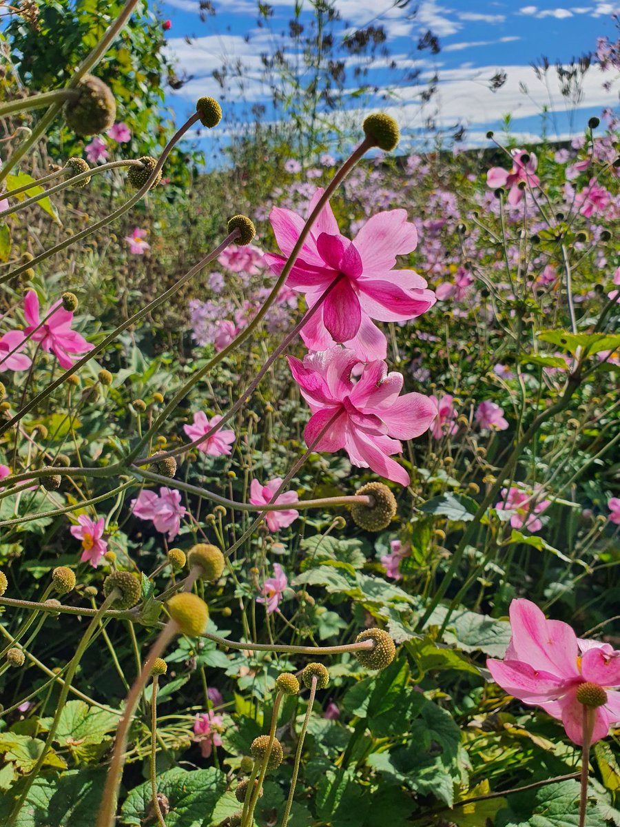 sarahbeattiegra's tweet photo. But there's lightness and froth too #AutumnColours #FlowerReport from #SWFrance https://t.co/rsWpYI9yIN