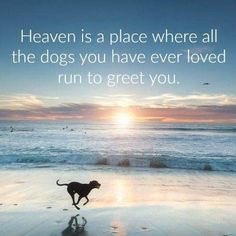 ShennyWalrond's tweet photo. @Nightbird7115 Your darling boy #Wickett 🐾❤️ https://t.co/ePrHCMysHj