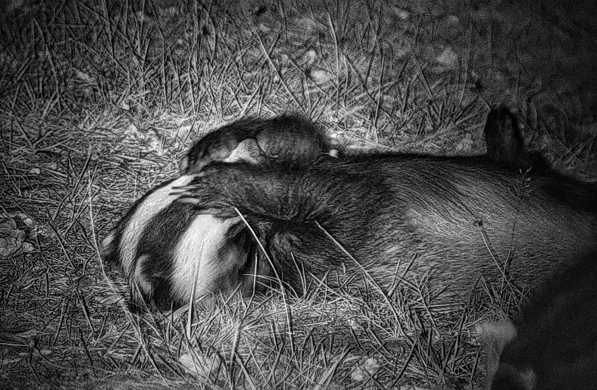 PC CJ Newsome 🦡🦊 tweet media