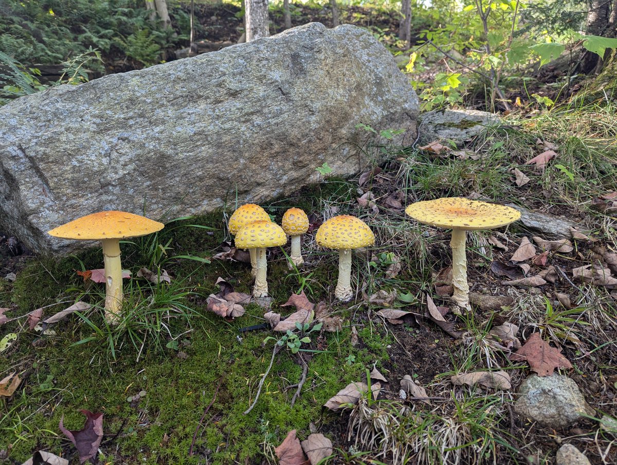 These mushrooms are so adorable, but extremely toxic!