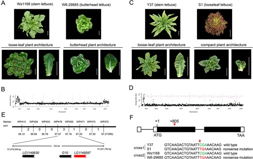 Hortres's tweet photo. Unlocking the genes behind butterhead lettuce's unique plant architecture: LsKIPK & LsATPase regulate cell walls. Genetic insights advance breeding efforts. #ButterheadGenetics #CropBreeding #PlantArchitecture @OxfordJournals
Details:https://t.co/tNdW0L8ozj https://t.co/ny0FVVO7lo