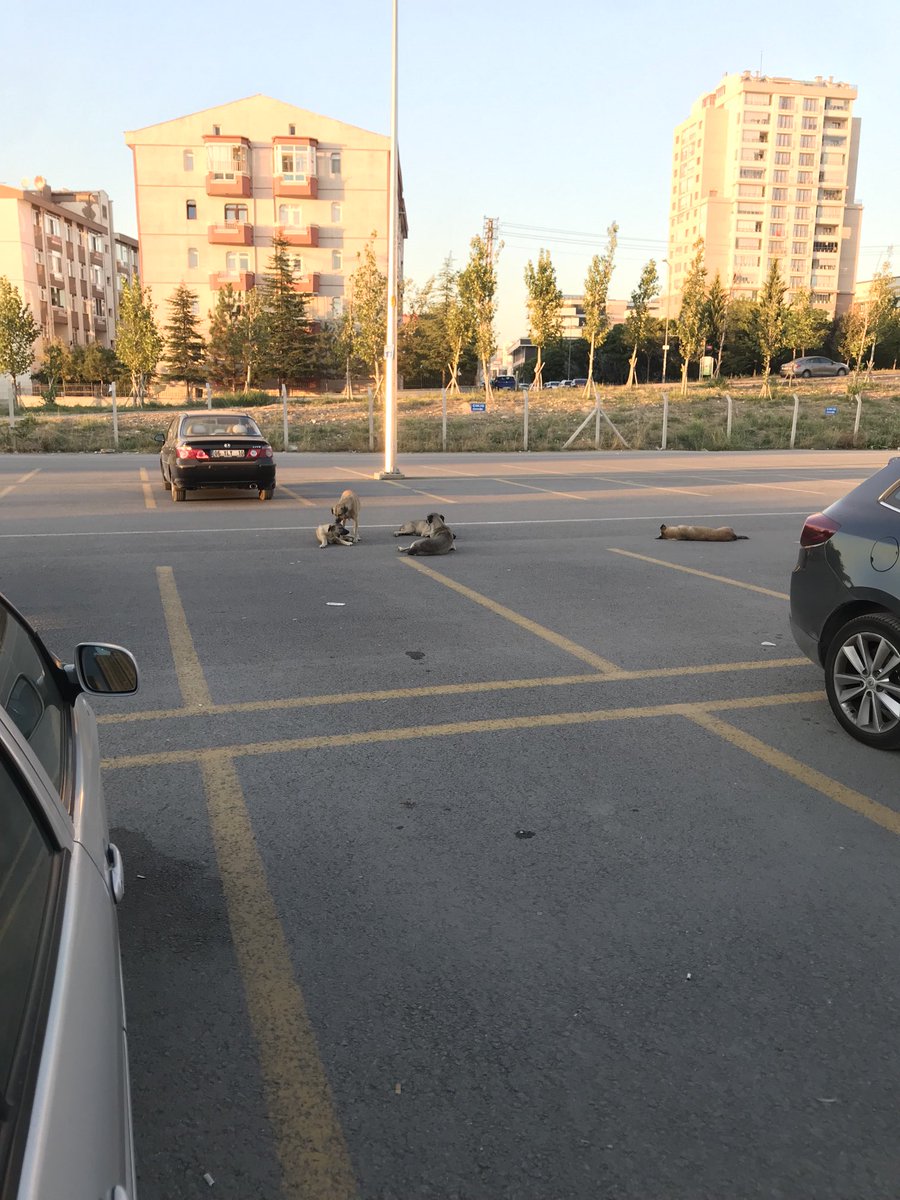 ⁦<a href="/GuvenliSokaklar/">Güvenli Sokaklar Derneği</a>⁩ ⁦<a href="/GuvenliSehirler/">Güvenli Şehirler</a>⁩ macunköy metro