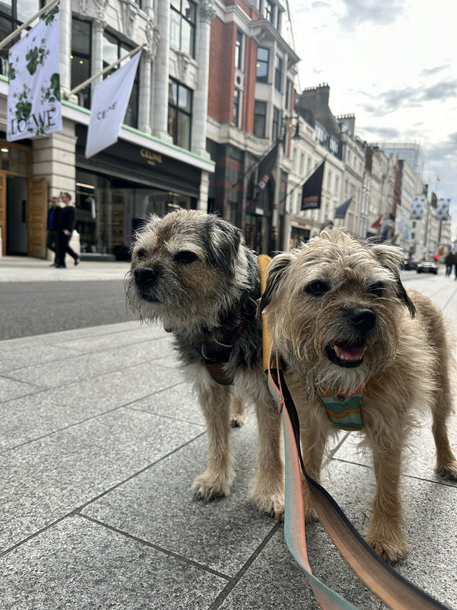 Lord Scrappy Nelson tweet media