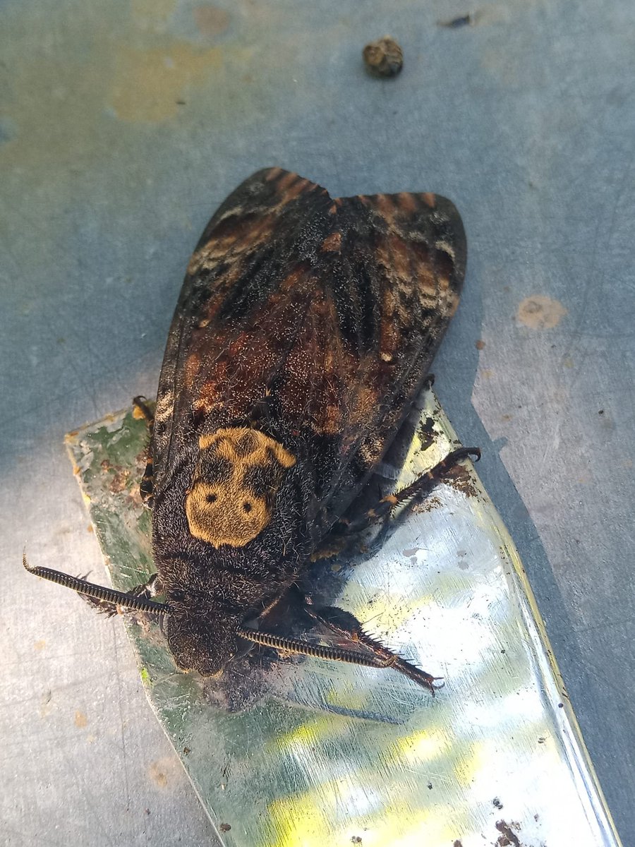 I found this (big) intruder stealing my bees honey 😬