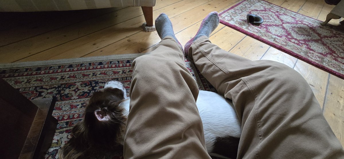 redteamJSY's tweet image. Whilst retrieving his ball from under the coffee table, someone decided this was how we were going to spend the afternoon! Dont have the heart to move! 😂
#springerspaniel #spanner