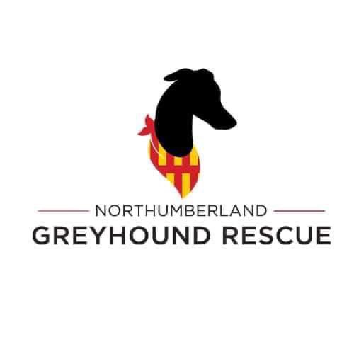 Dora enjoyed meeting 100s of chums at #GreatGlobalGreyhound walk at Tyne Green Hexham again this afternoon. Raising awareness of what fantastic family members sighthounds make, and supporting the charity who helped her find her forever home: #NorthumberlandGreyhoundRescue.