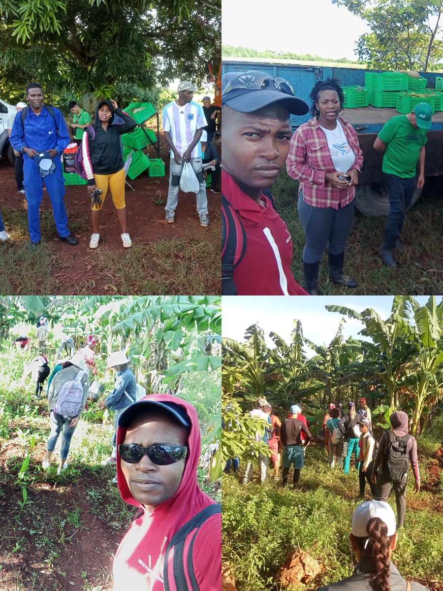 JoseA15435787's tweet photo. Representación de  Jovenes de ETECSA en Ciego de Ávila en trabajo voluntario en la Finca Provincial de Plantas Medicinales.
#JuntosSomosMásFuertes
#LatirAvileño
@wilfredoj_rguez
@DanielOjedaM91 
@UJC_ETECSA https://t.co/RRjz8wSqLf