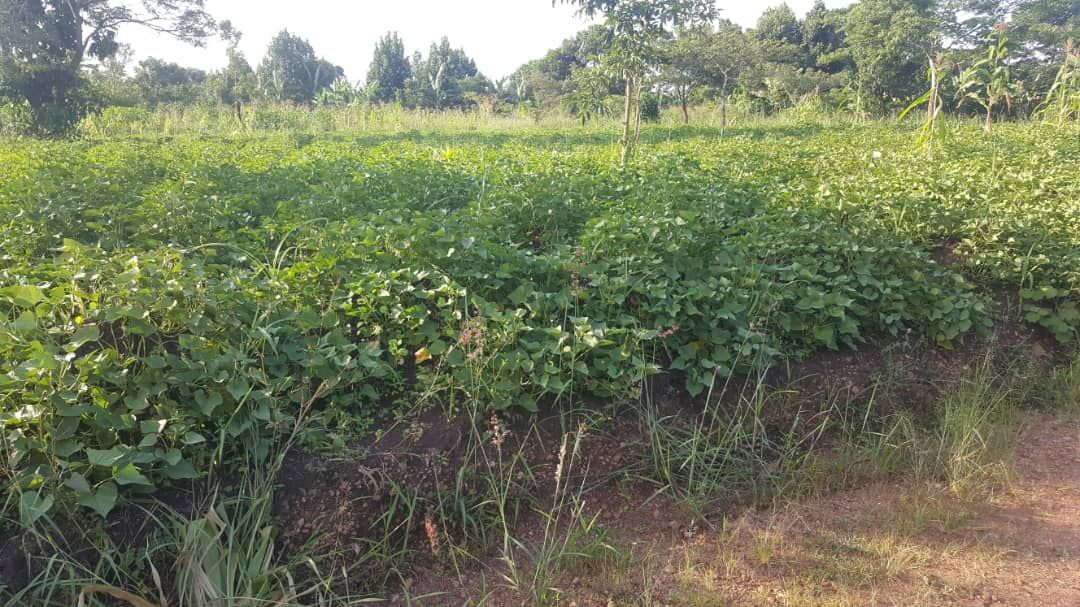RealEstateUG1's tweet photo. Get an acre of farming land in nakaseke at only ugx10m with electricity and water source on site
#RealEstate #realestateuganda
Call or WhatsApp: 0742914650 https://t.co/UwNgTnFFKj