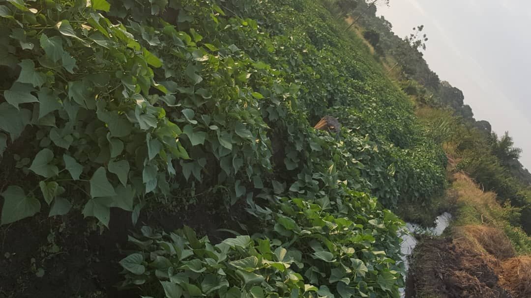 RealEstateUG1's tweet photo. Get an acre of farming land in nakaseke at only ugx10m with electricity and water source on site
#RealEstate #realestateuganda
Call or WhatsApp: 0742914650 https://t.co/UwNgTnFFKj