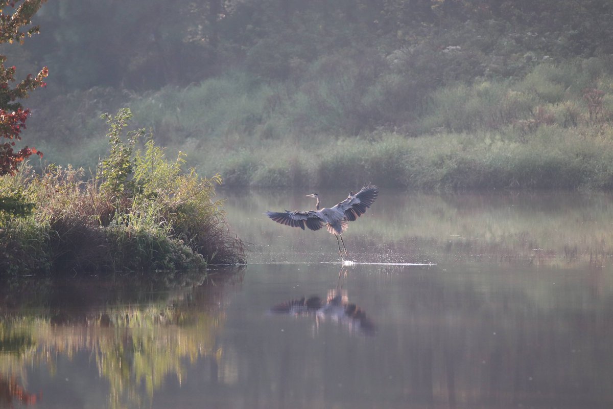 Roberto_Fleming's tweet photo. Heron this morning https://t.co/sZJZdTelsh
