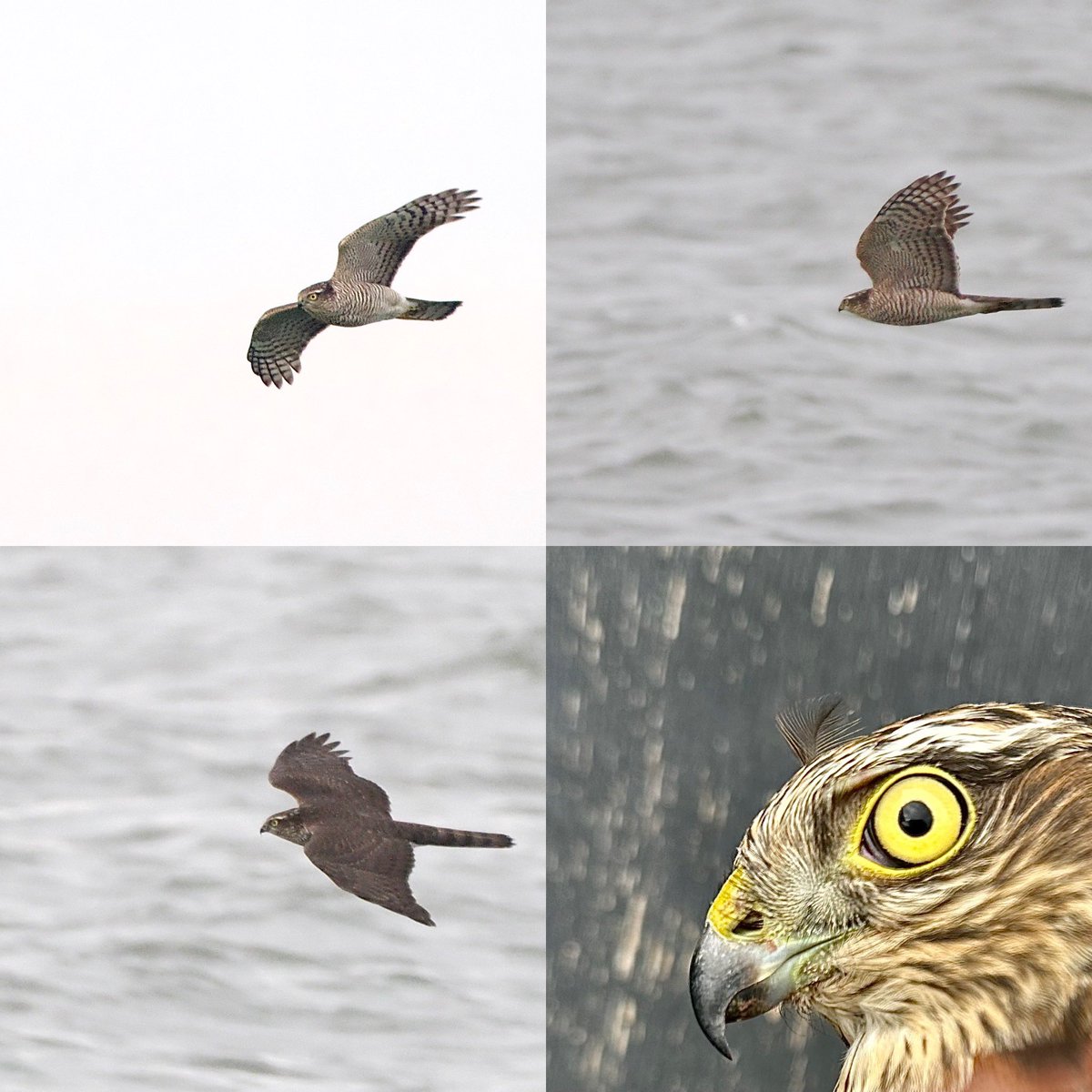 SteveOnHilbre's tweet image. Back to reality, contrast to yday in many ways @hilbrebirdobs over the tide with only two of us on. Highlights were first #SongThrush of autumn to be c&amp;amp;r, a pair of young #Peregrine squabbling &amp;amp; this big female #Sparrowhawk first seen at the N End was later found in the SK &amp;amp; c&amp;amp;r