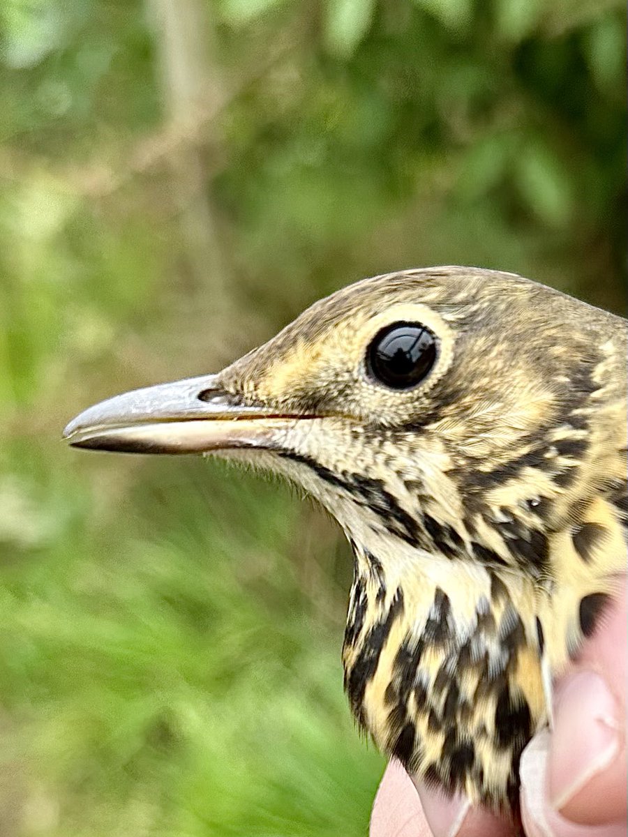 SteveOnHilbre's tweet image. Back to reality, contrast to yday in many ways @hilbrebirdobs over the tide with only two of us on. Highlights were first #SongThrush of autumn to be c&amp;amp;r, a pair of young #Peregrine squabbling &amp;amp; this big female #Sparrowhawk first seen at the N End was later found in the SK &amp;amp; c&amp;amp;r