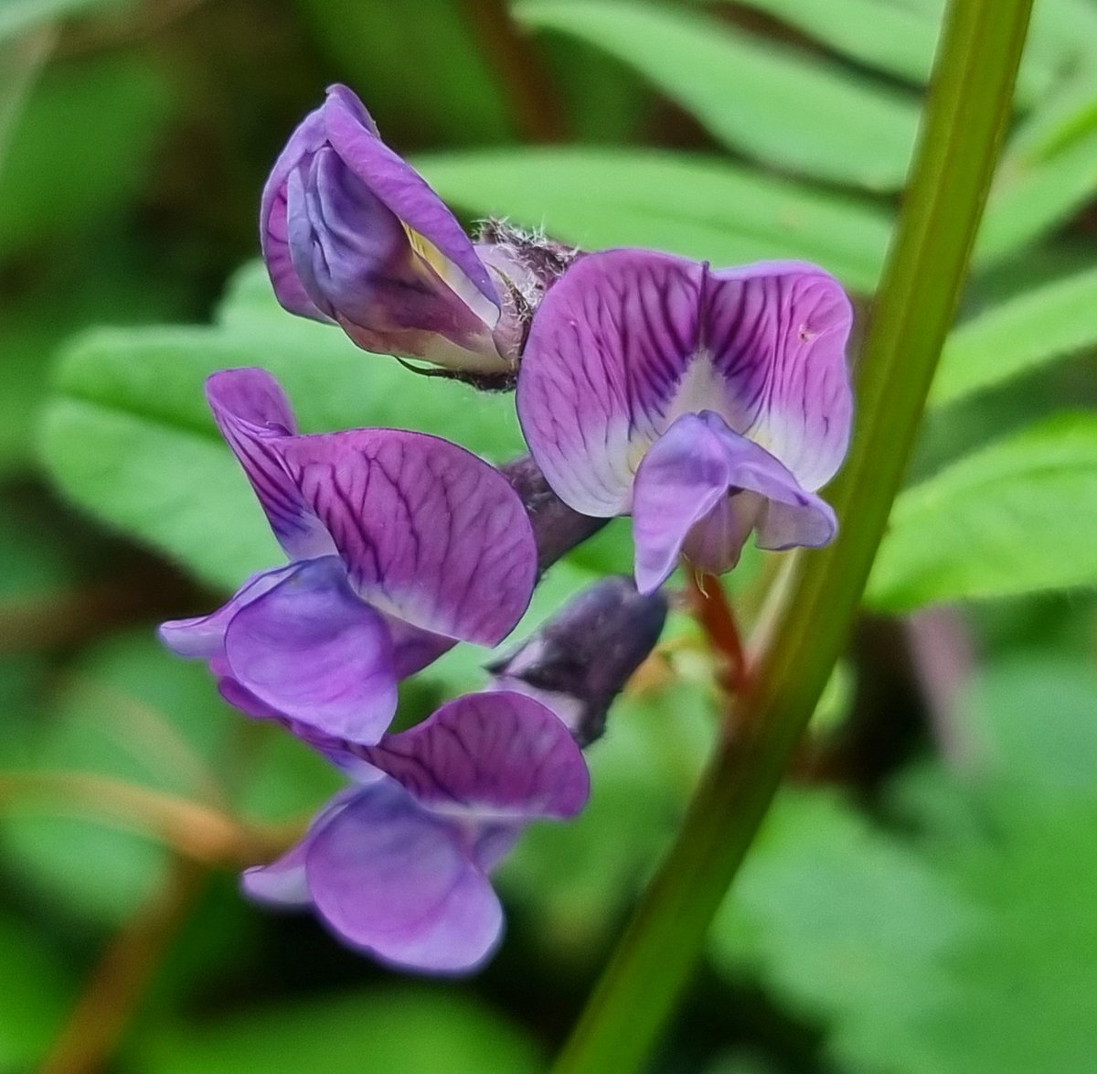 Bush Vetch #stillflowering on Roche's Hill, Killiney. #wildflowerhour