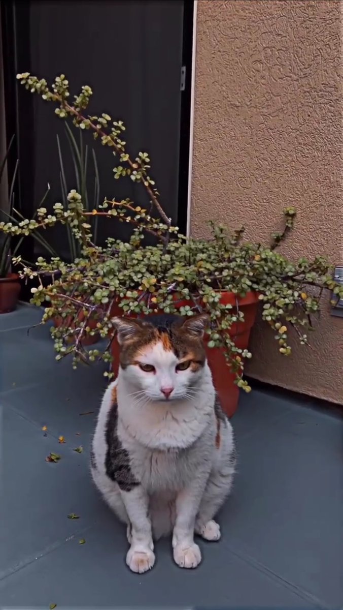 AdelQatami's tweet photo. Chat, what should I name her💀 https://t.co/JUkNbiOBy7
