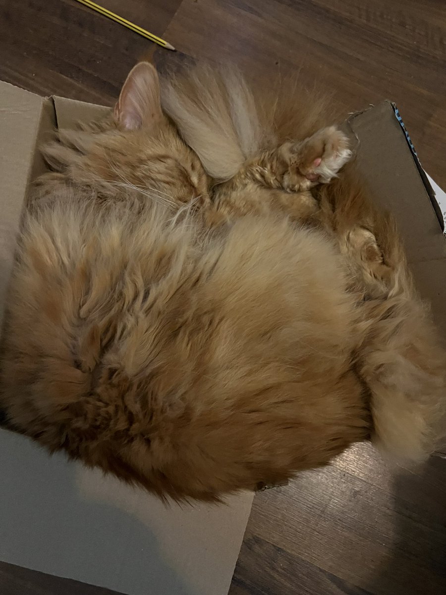 Dave the cat tweet media