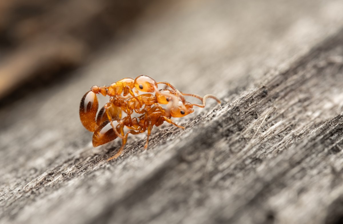 myrmecoPhil's tweet photo. Interesting encounter today: Several guest ants (Formicoxenus nitildus) were running on the wood-ant hill, sometimes trying to copulate. However, as far as I could tell, they were all males https://t.co/bd4eQYwqVt