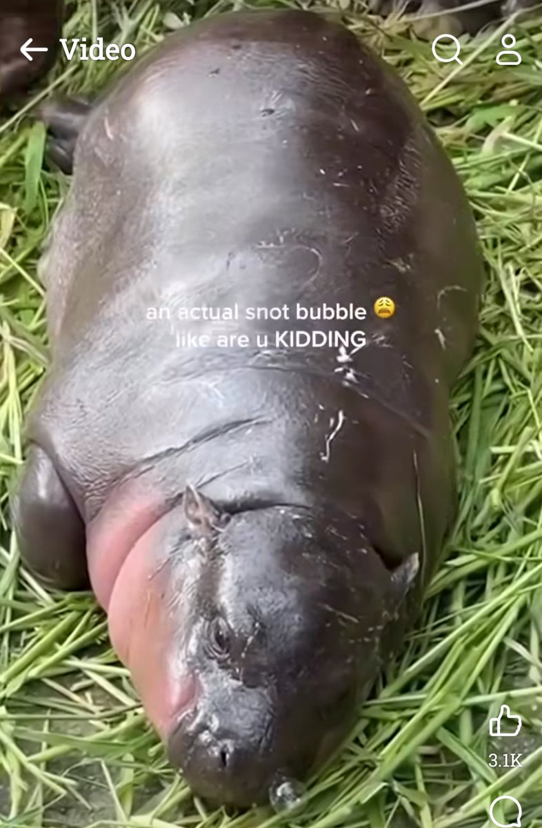 I've been resisting the urge to join in on the #Moodeng fanart trend because I didn't think I could do the lil lady justice 
But then I watched this video where she had a  snot bubble as she started snoozing and the cuteness overtook me, so here's my contribution lol