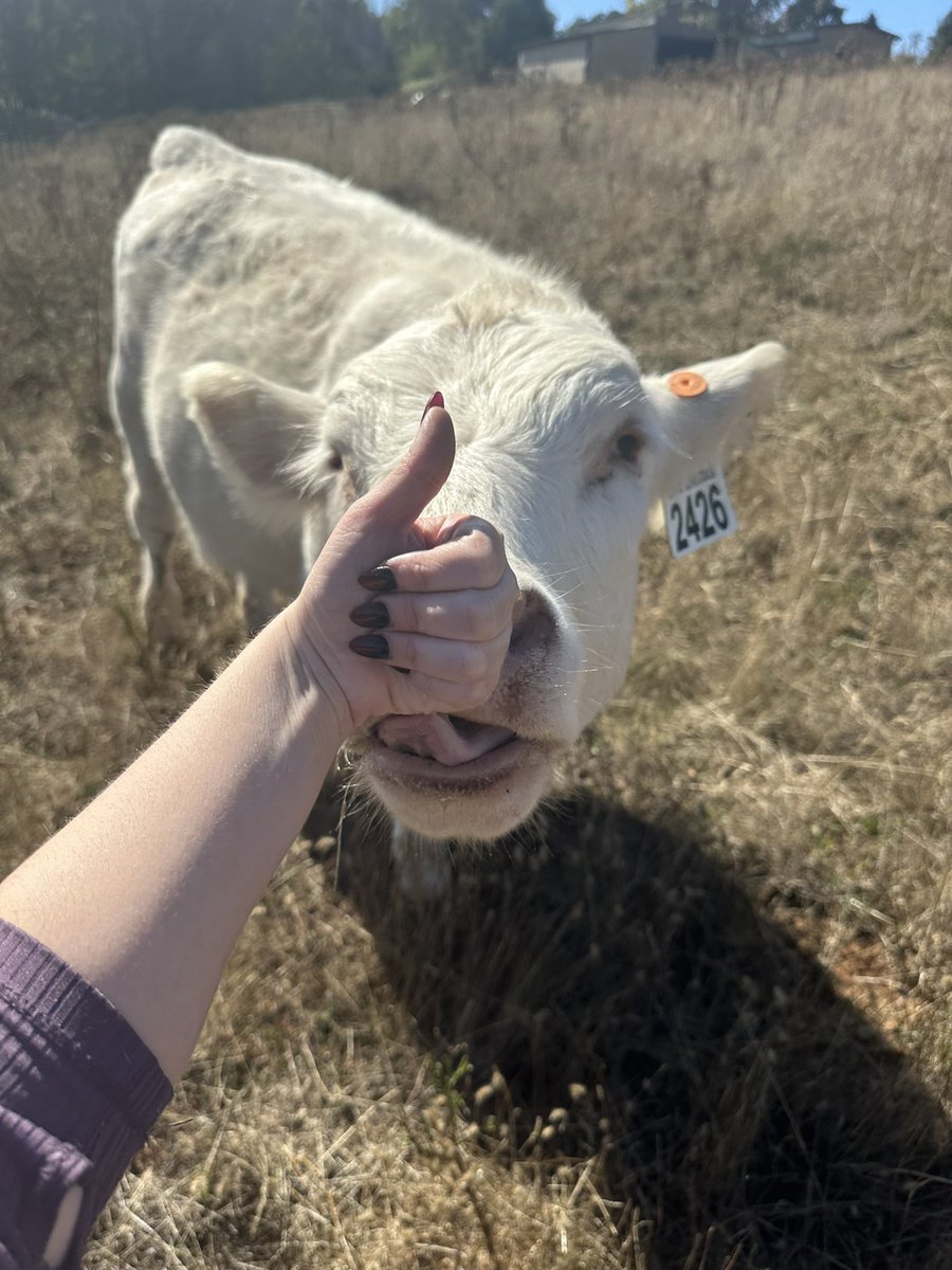 Pixietron like Megatron tweet media